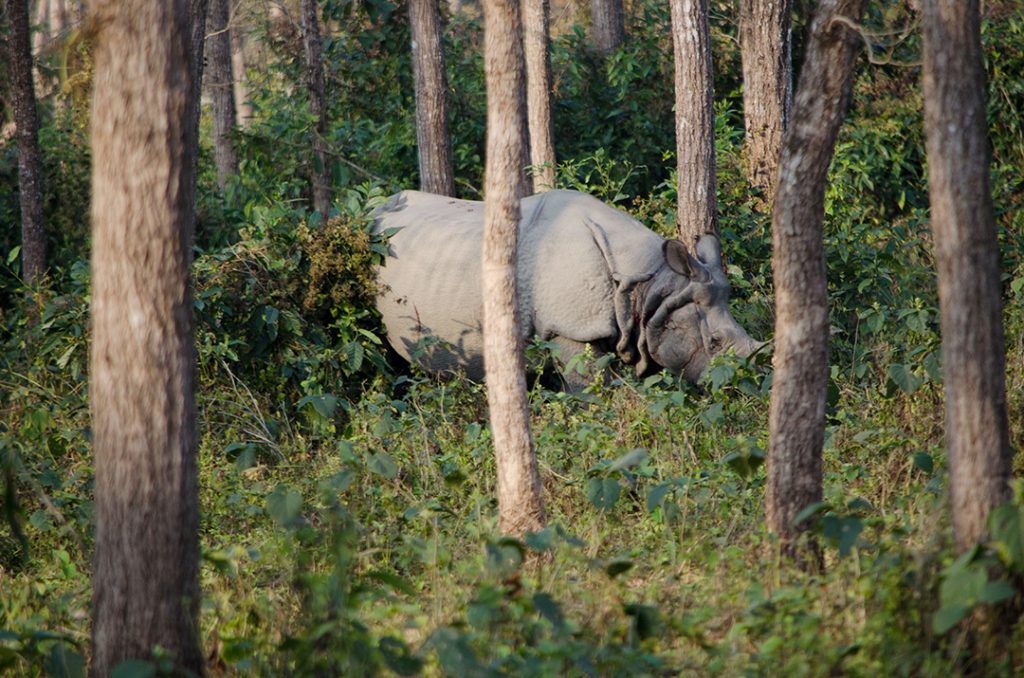 chitwan-one-horned-rhino-wish-nepal